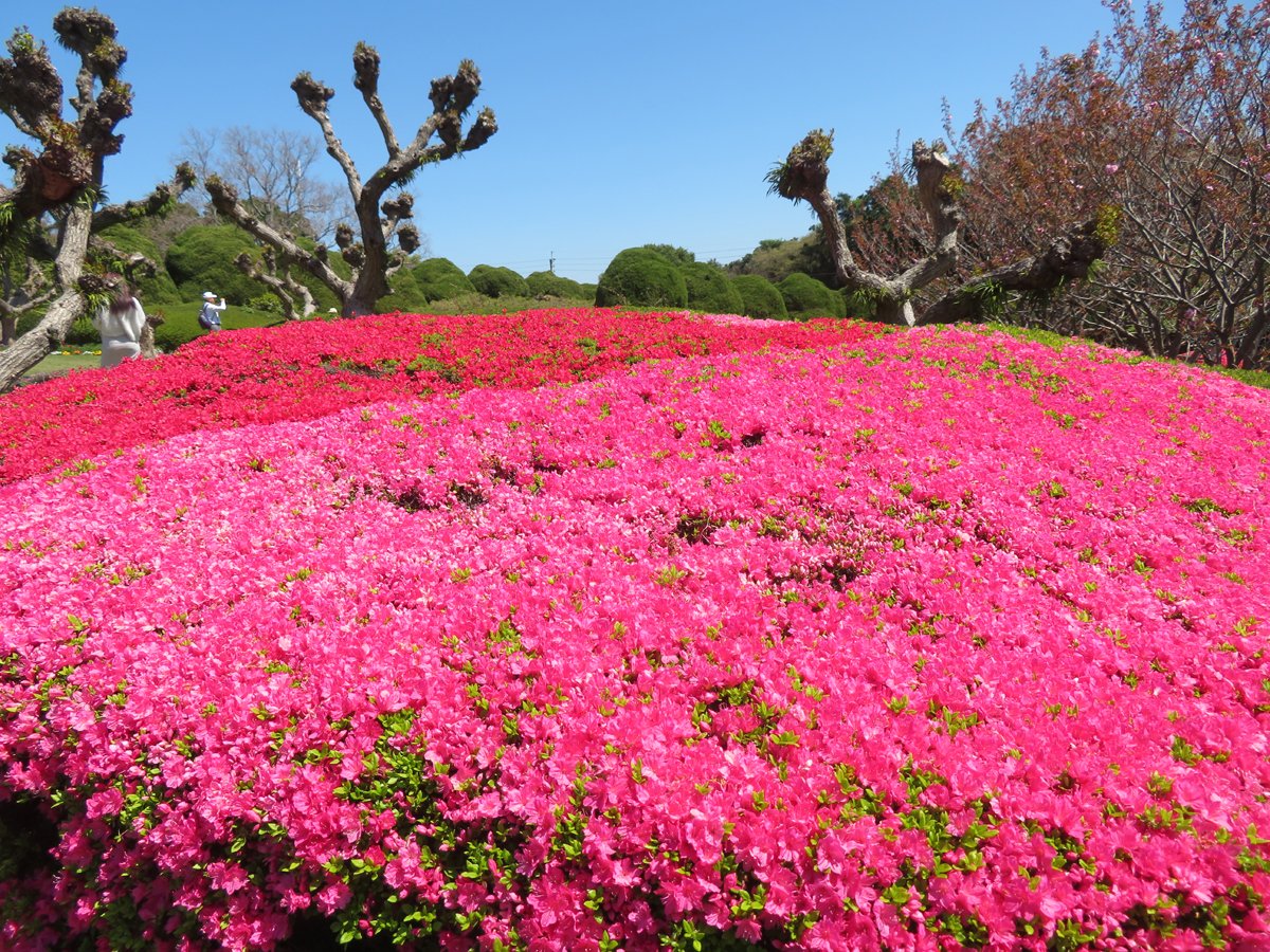 W2Yh7w9NLzeE2qs's tweet photo. のこのしまアイランドパークです。
園内のツツジが見頃です✨
【本日の画像】
この時期は沢山の花が咲いてます❤️
＃能古島　＃久留米ツツジ https://t.co/qVekLwp8Oy