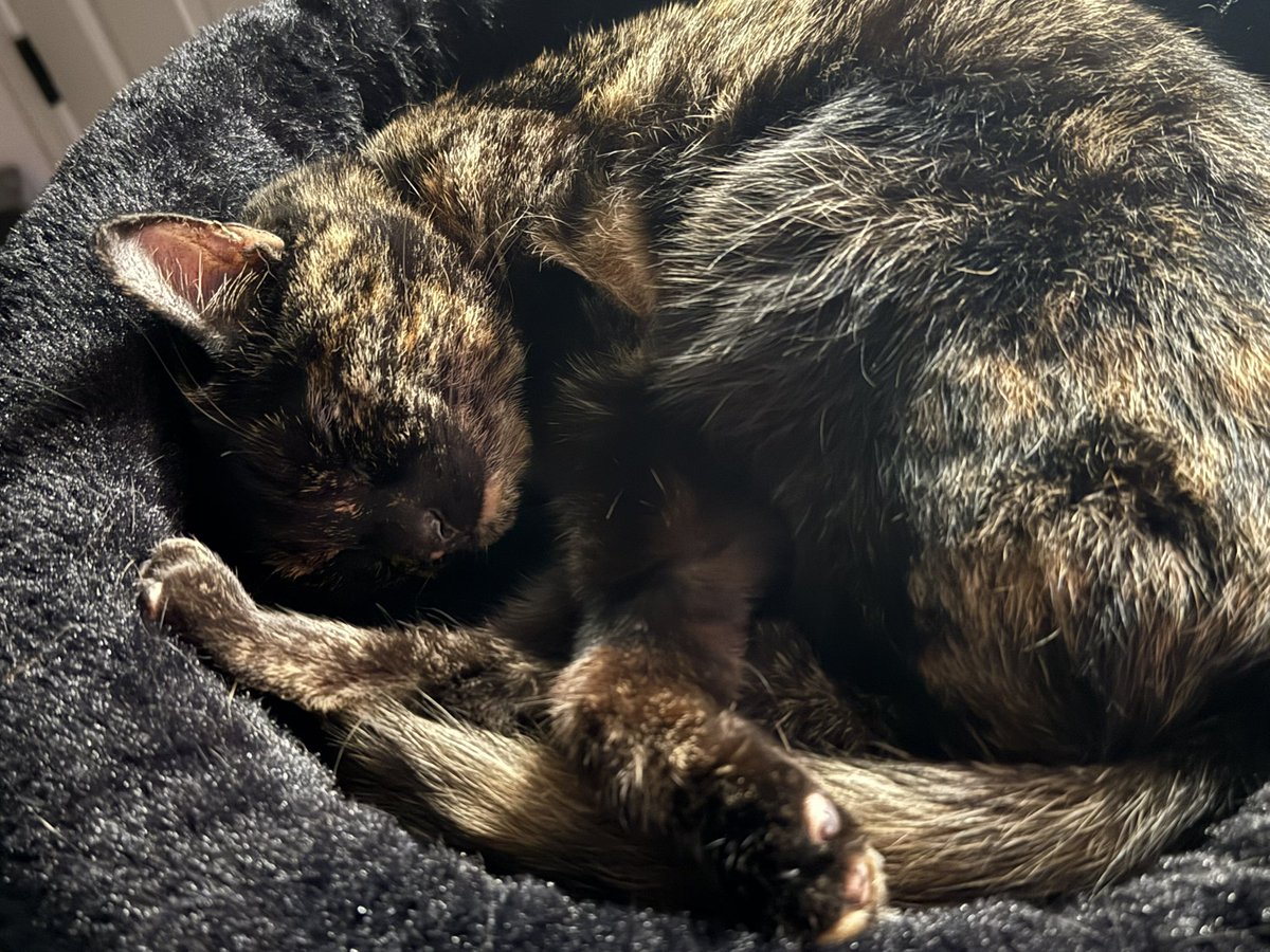 AbolishEGirls🔜DBD MONTREAL tweet media