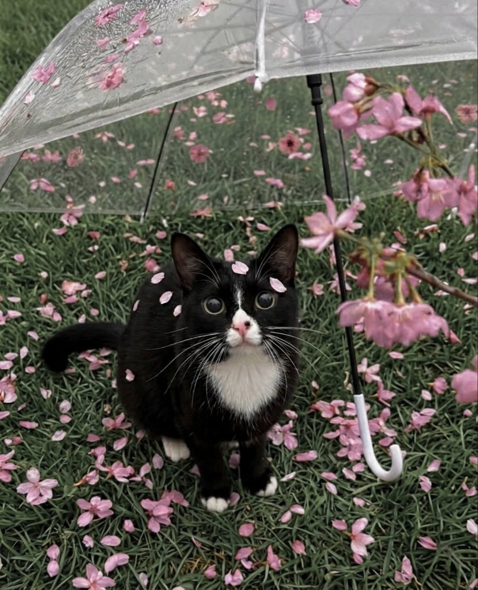 rest :( liya ☽ firstmeow tweet media