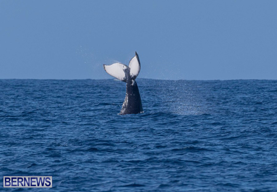 bernewsdotcom's tweet image. Ocean's Giants....whales migrate past #Bermuda in March and April #ForeverBermuda Bernews.com