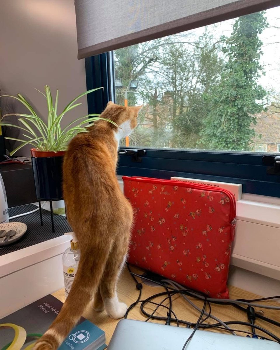 George The Stourbridge Junction Station Cat tweet media