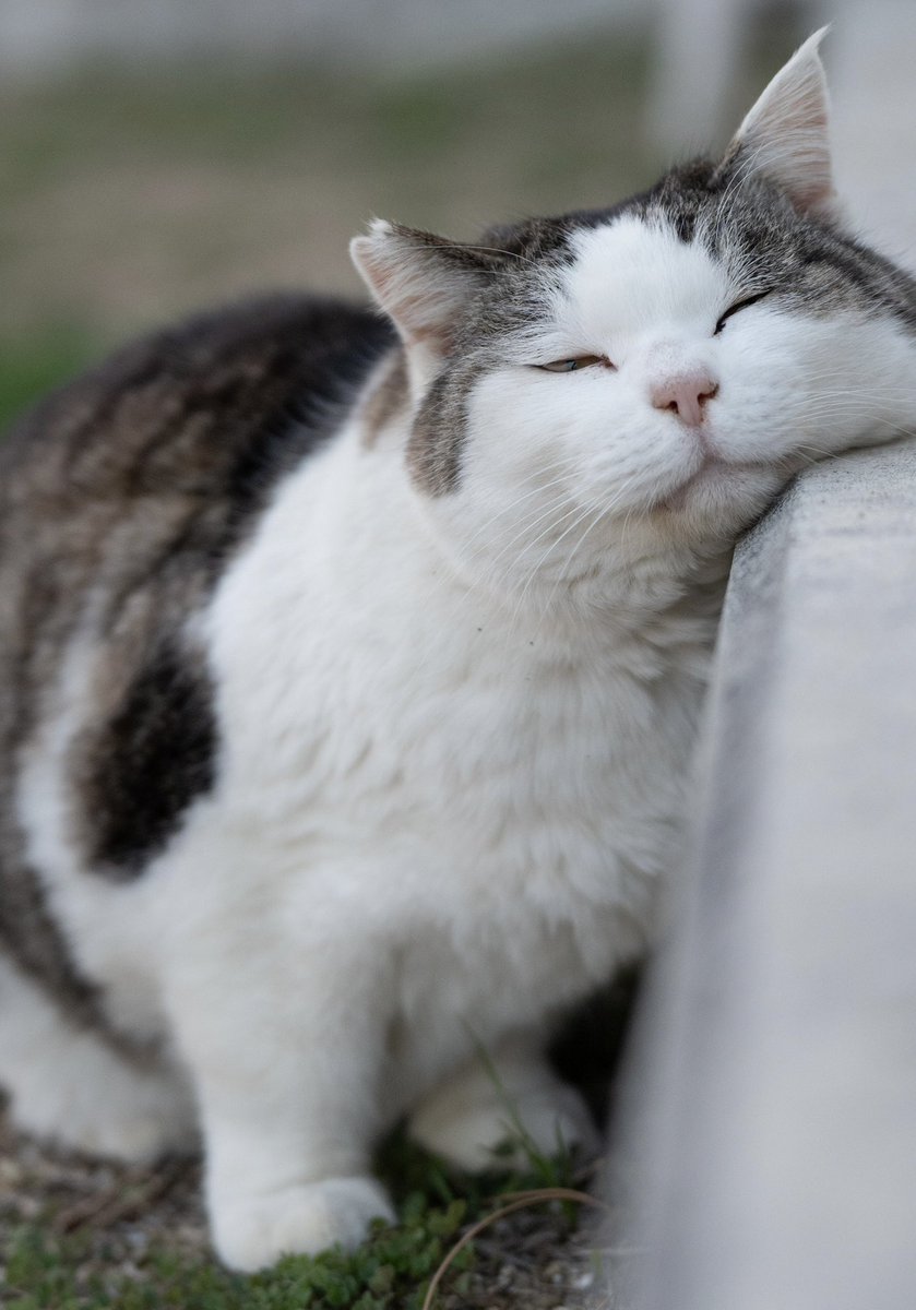 あおいとり🐱写真集「ずっと気まま猫」発売中 tweet media