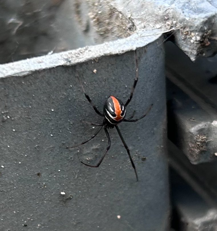 KAIRU アユカケの民 🪨🐟 tweet media