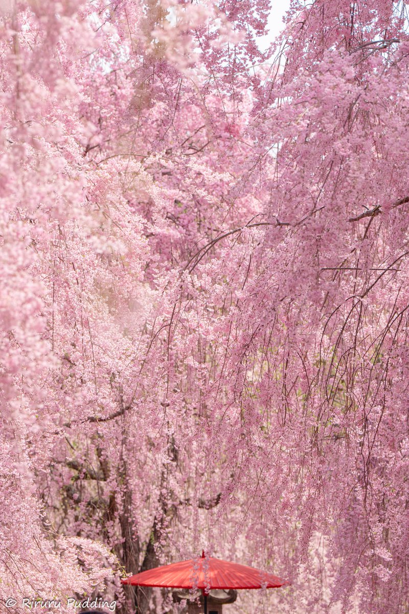 りるる tweet media