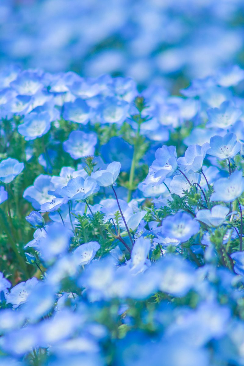 カラフル写真家Ayane.💐 tweet media