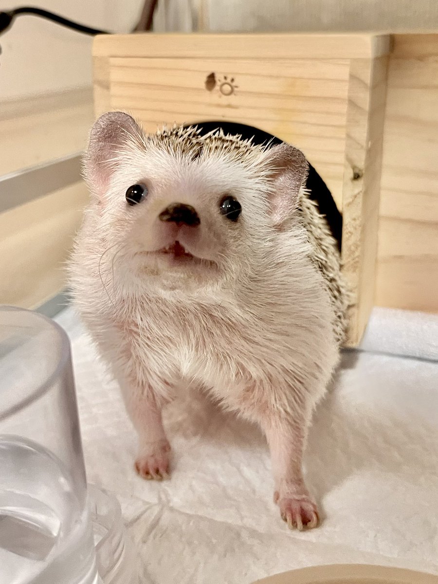 まつり tweet media