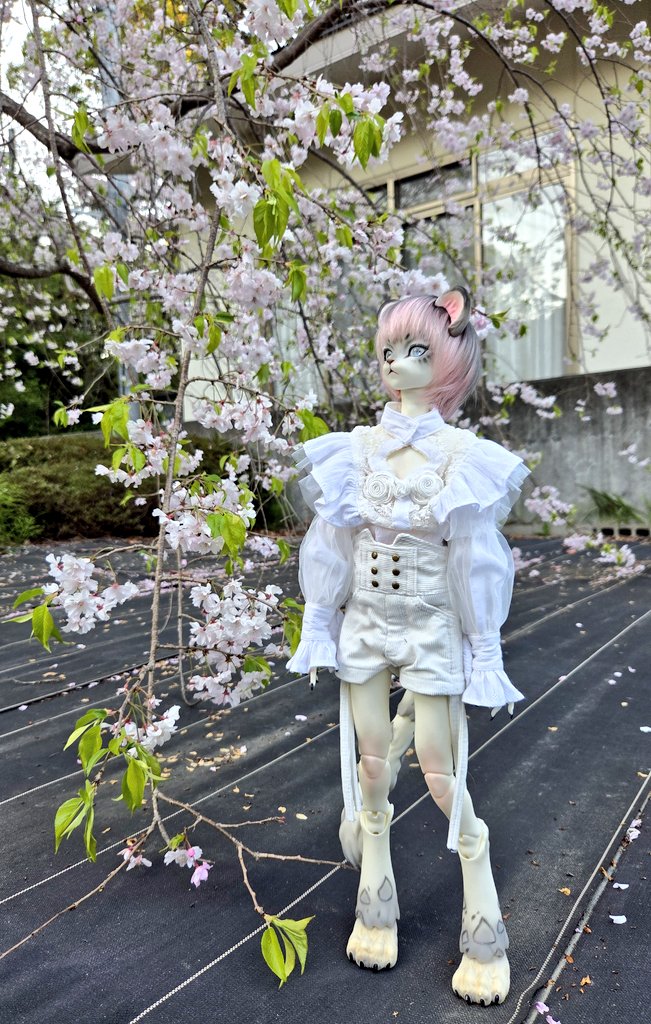 ohagikaikun220's tweet photo. 雪にぃと枝垂れ桜
#uncia
#DreamVallay https://t.co/xqZzf0E0oB