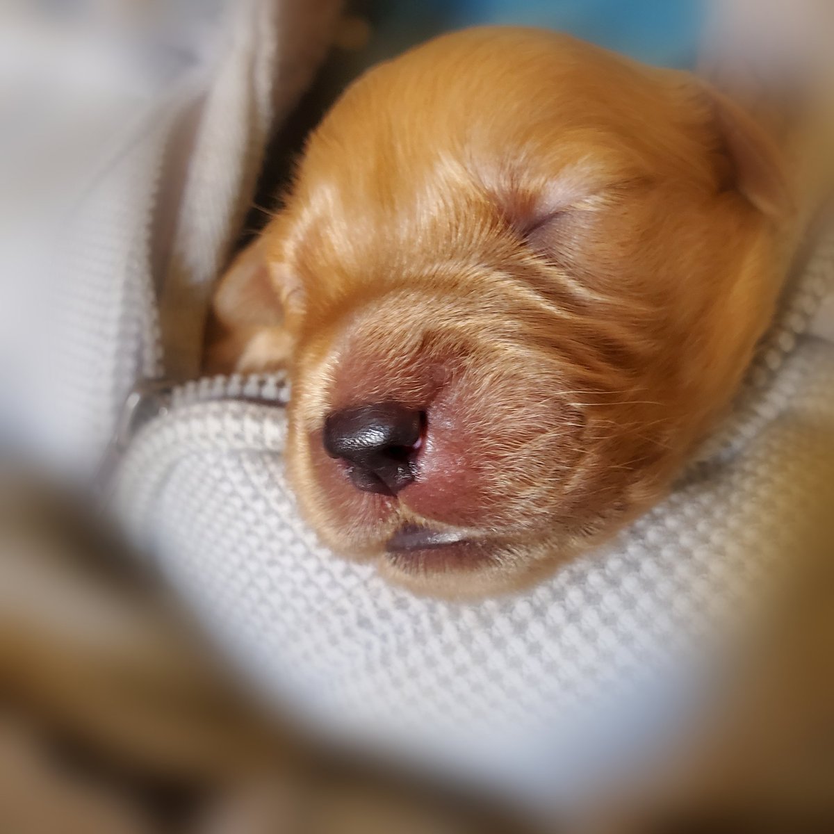 ❤️SHARING SMILES❤️
2 of my 3 goldens - Mama dog, Sunny 🌞 and Ted E. Bear 🐻 (He is a Big "Bear" now!) 🐾🐾  #goldens #goldenretriever #goldenretrievers #goldenpuppy #babypuppy #cutedogs #sweet #goldenlovers #smile #inspiration #puppylove #doglovers #happy #haveaniceday #golden