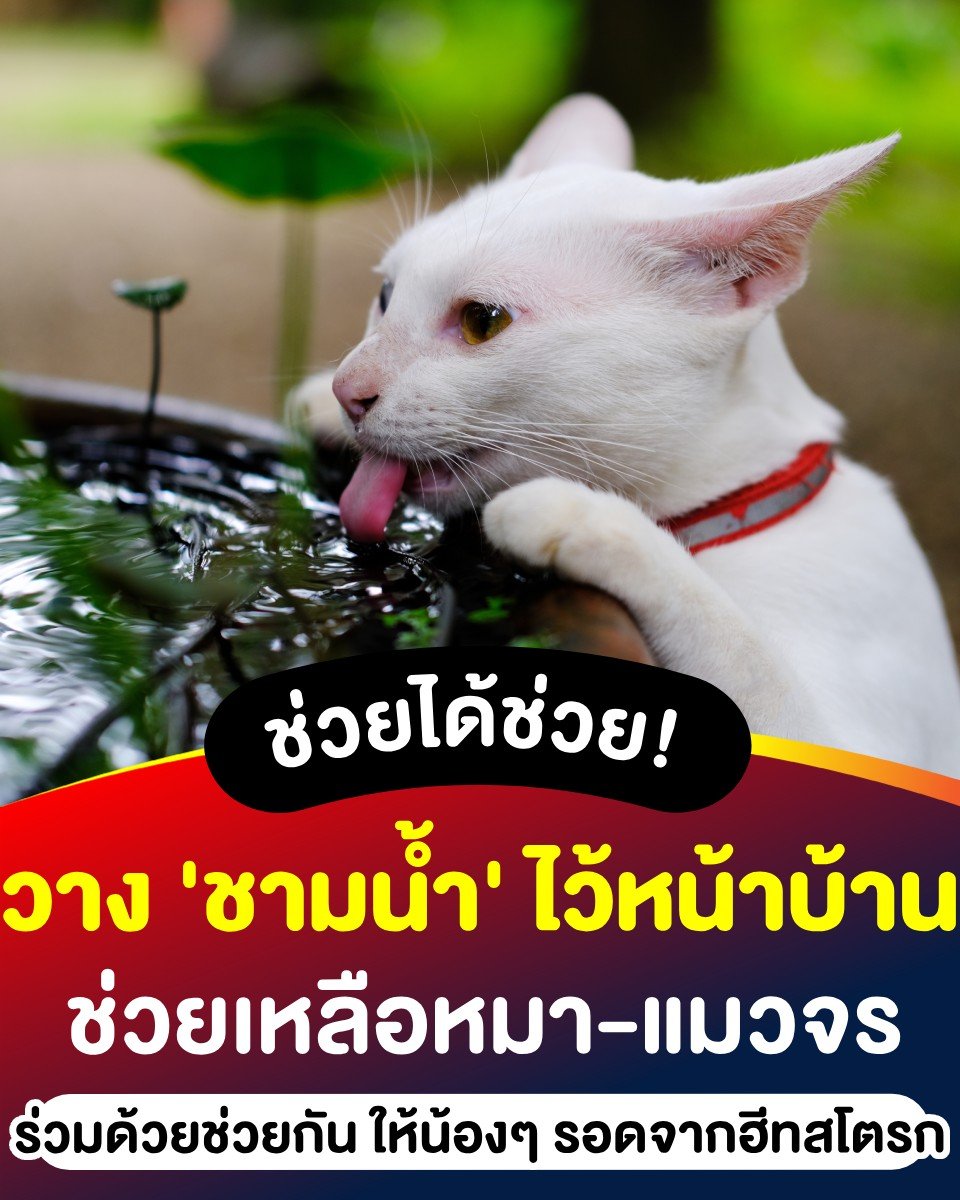 คือผมต้องทราบไหม 🐈‍⬛ tweet media
