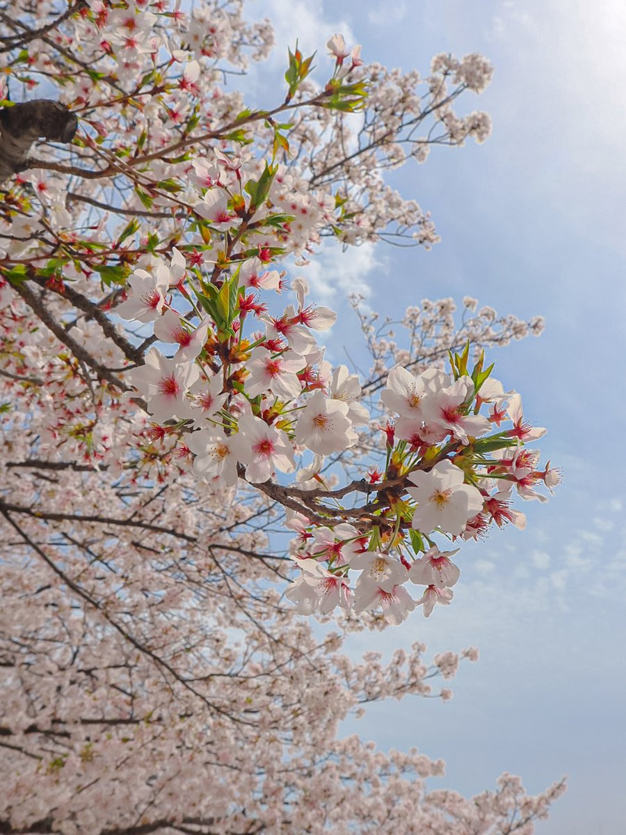 chika_s228's tweet photo. 桜🌸 https://t.co/DnHGKtxK6U