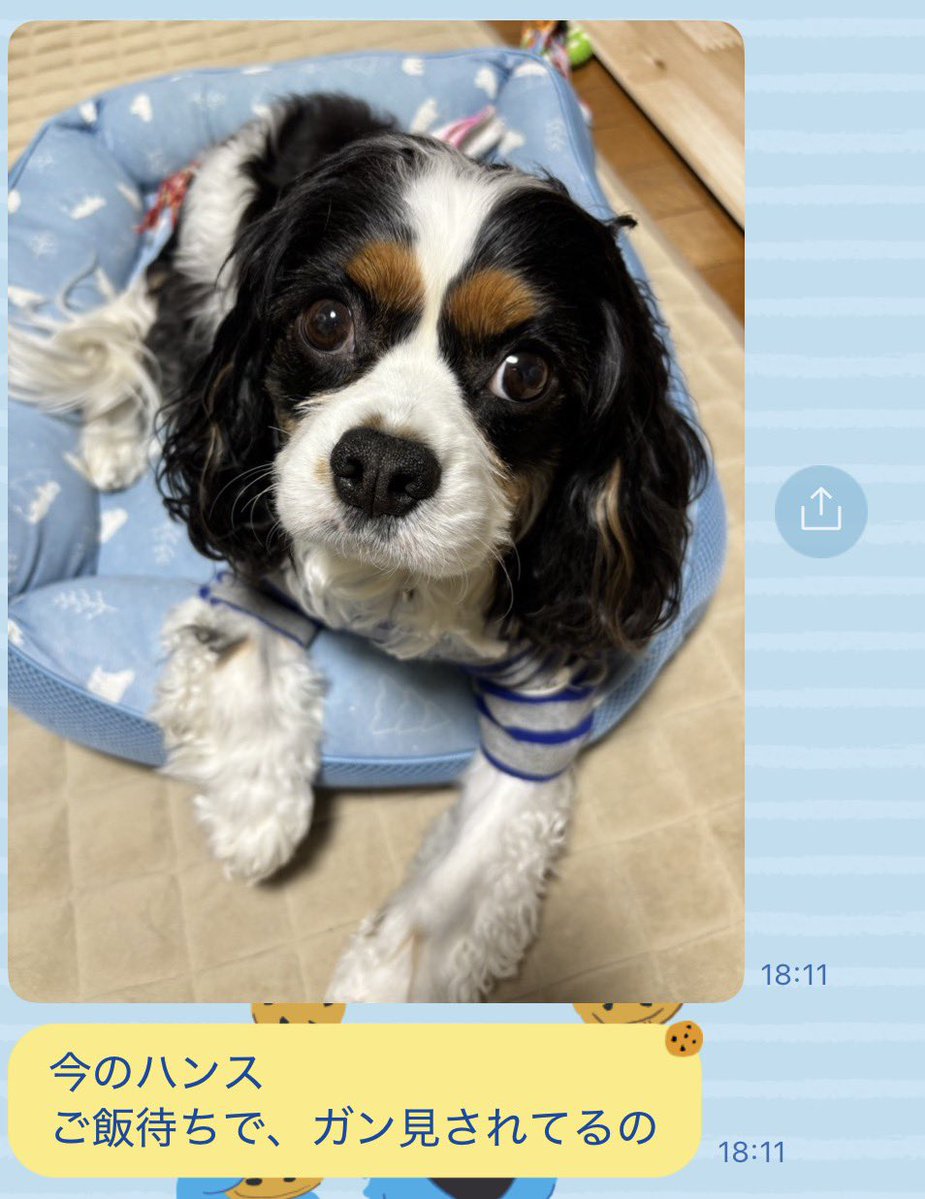 えぼりゅーしょん♯🐶 tweet media