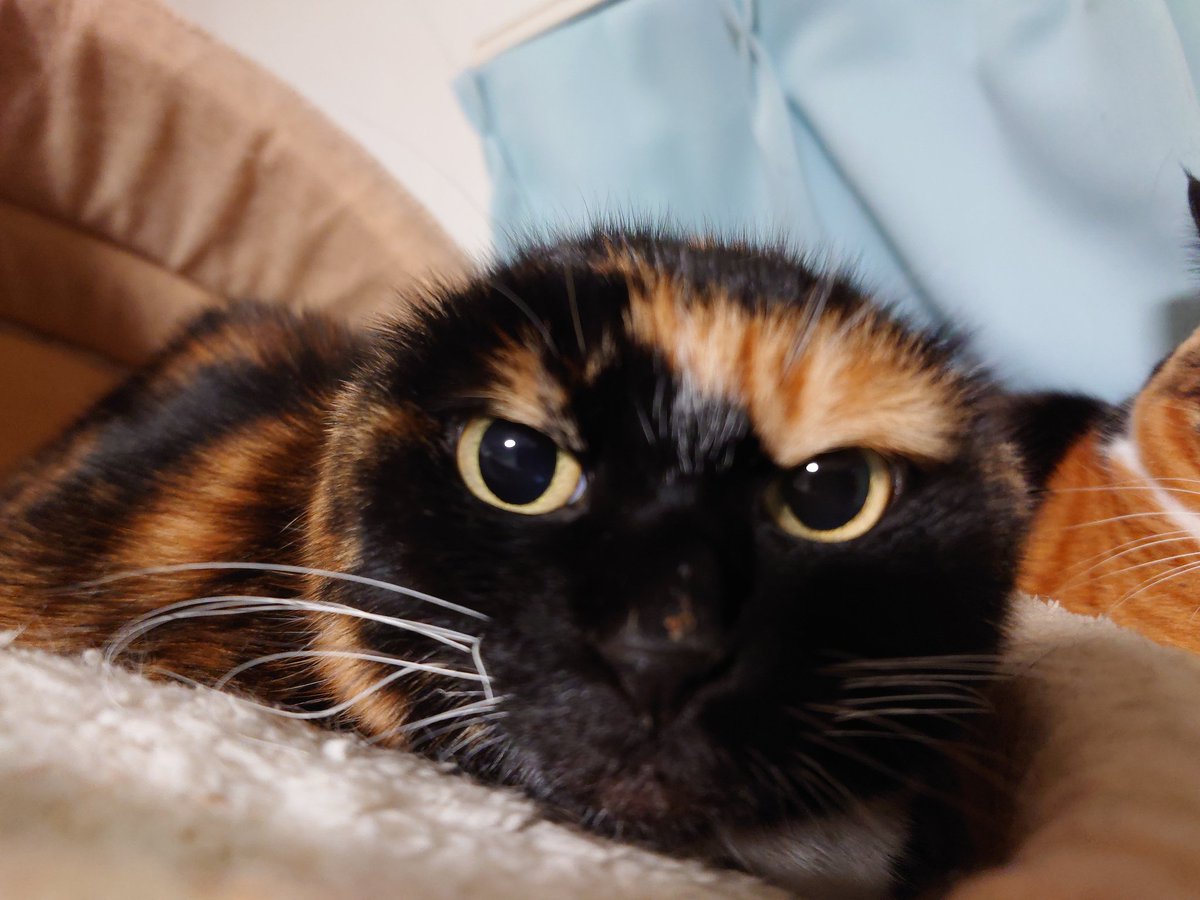 蛯原 紅真. tweet media