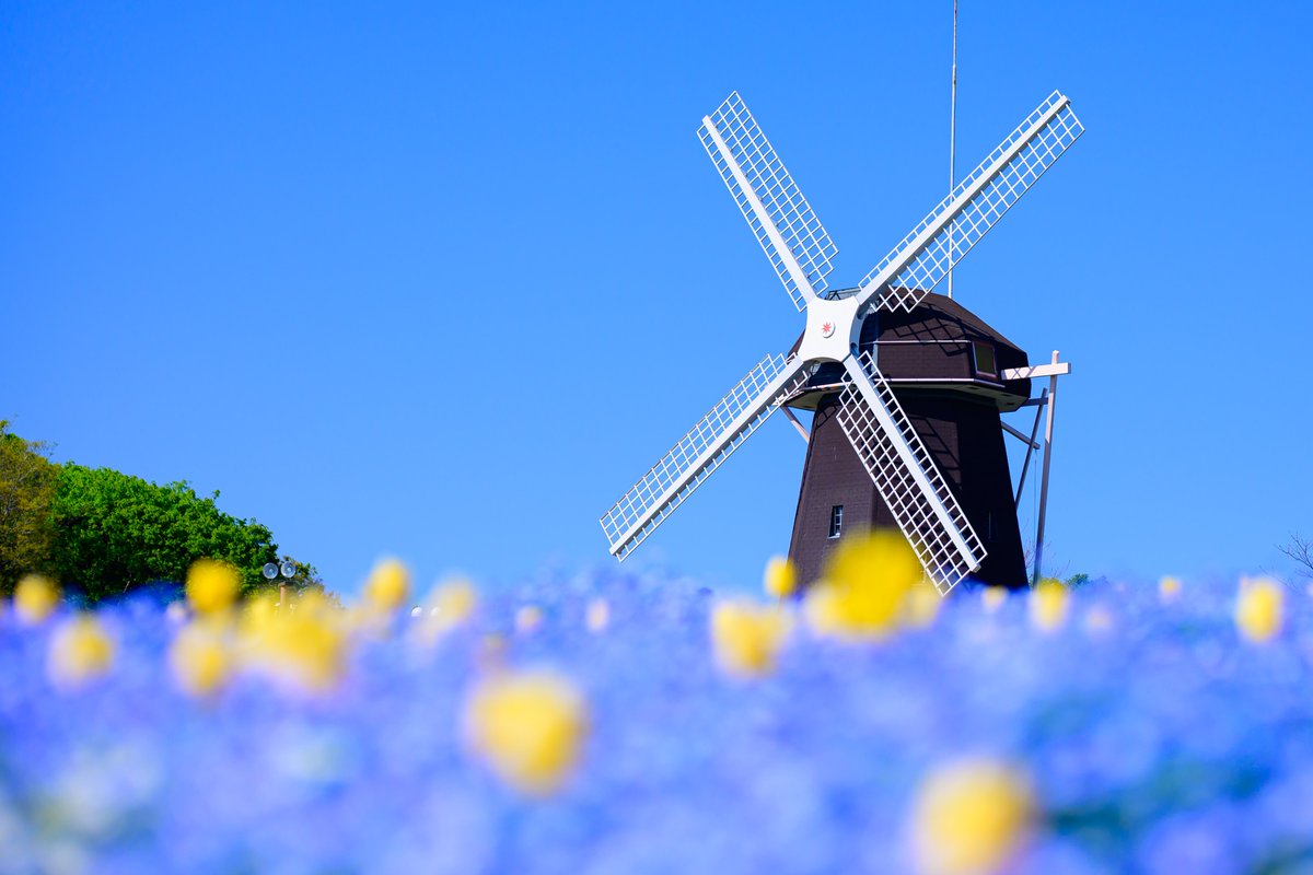 rarara1818184's tweet image. 青い花の海の向こうで

風車が春の空にゆっくり羽を広げていた🌷✨

📷 Nikon Z6III + Z 85mm f/1.2 S
#Nikon #私とニコンで見た世界 #ネモフィラ