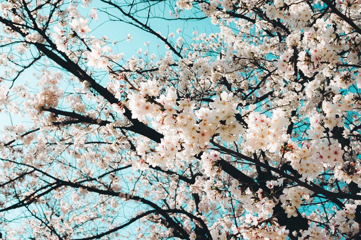 ぽてちー tweet media