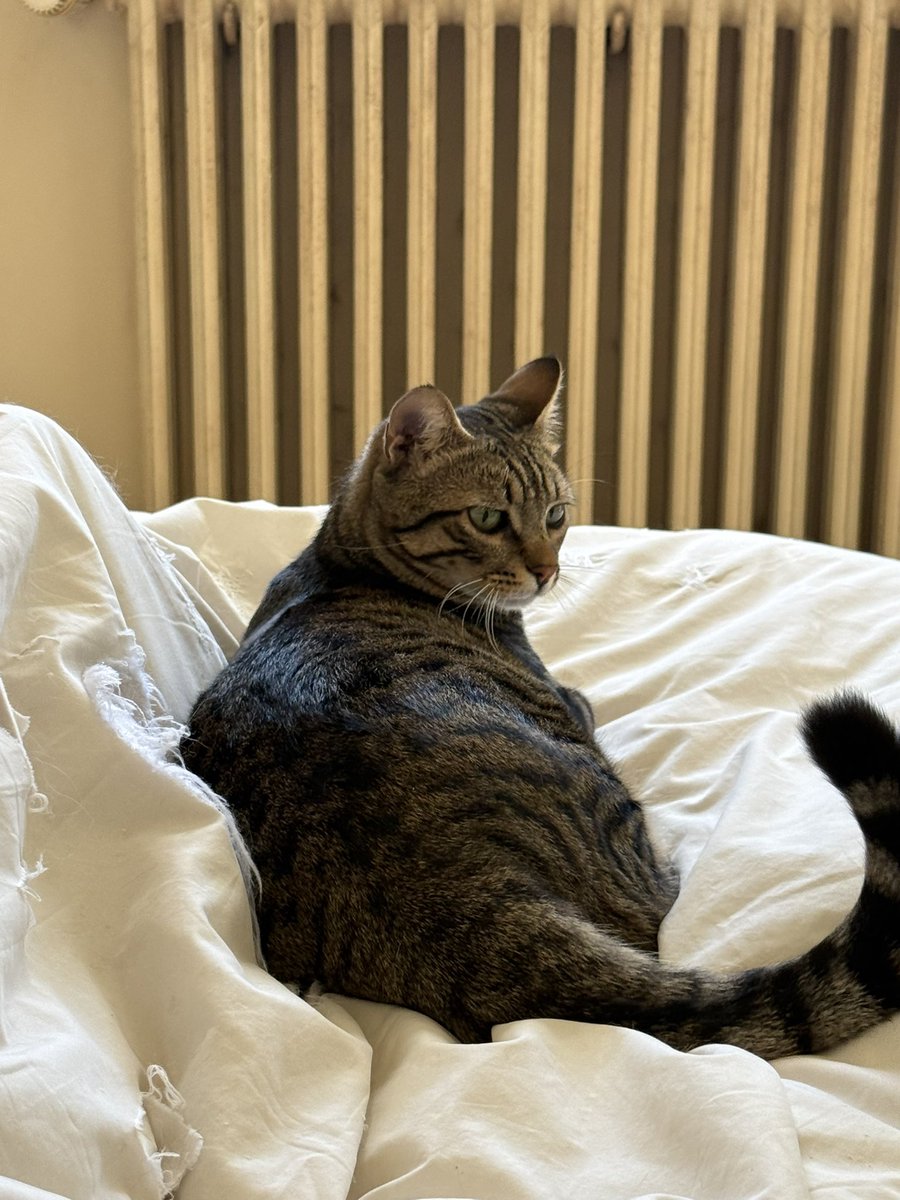 Pierre Abi-Saab tweet media