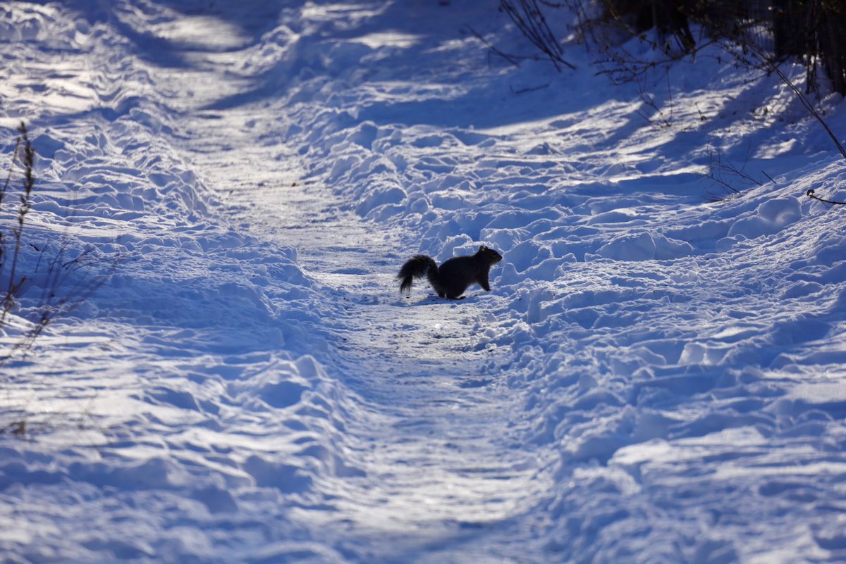 Sciuridaely 🐿 tweet media