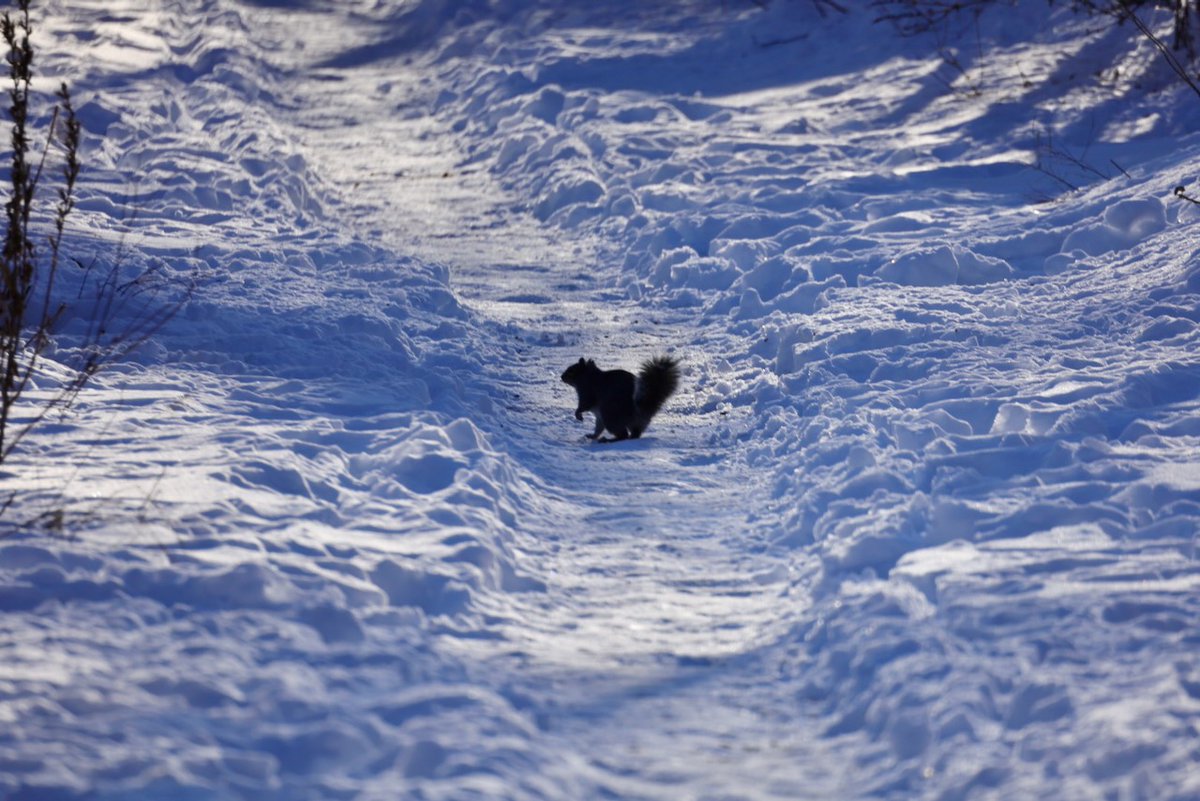 Sciuridaely 🐿 tweet media