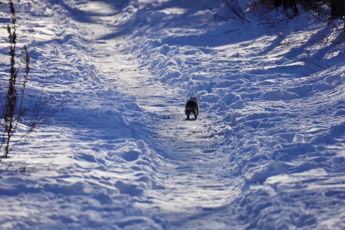 Sciuridaely 🐿 tweet media