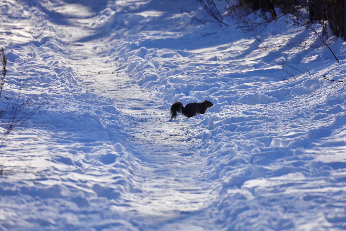 Sciuridaely 🐿 tweet media