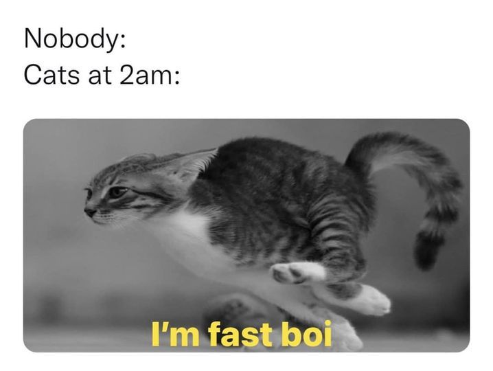 Posts Of Kittens🐾 tweet media