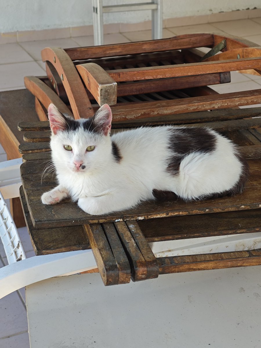 Keyifçi götelek izot