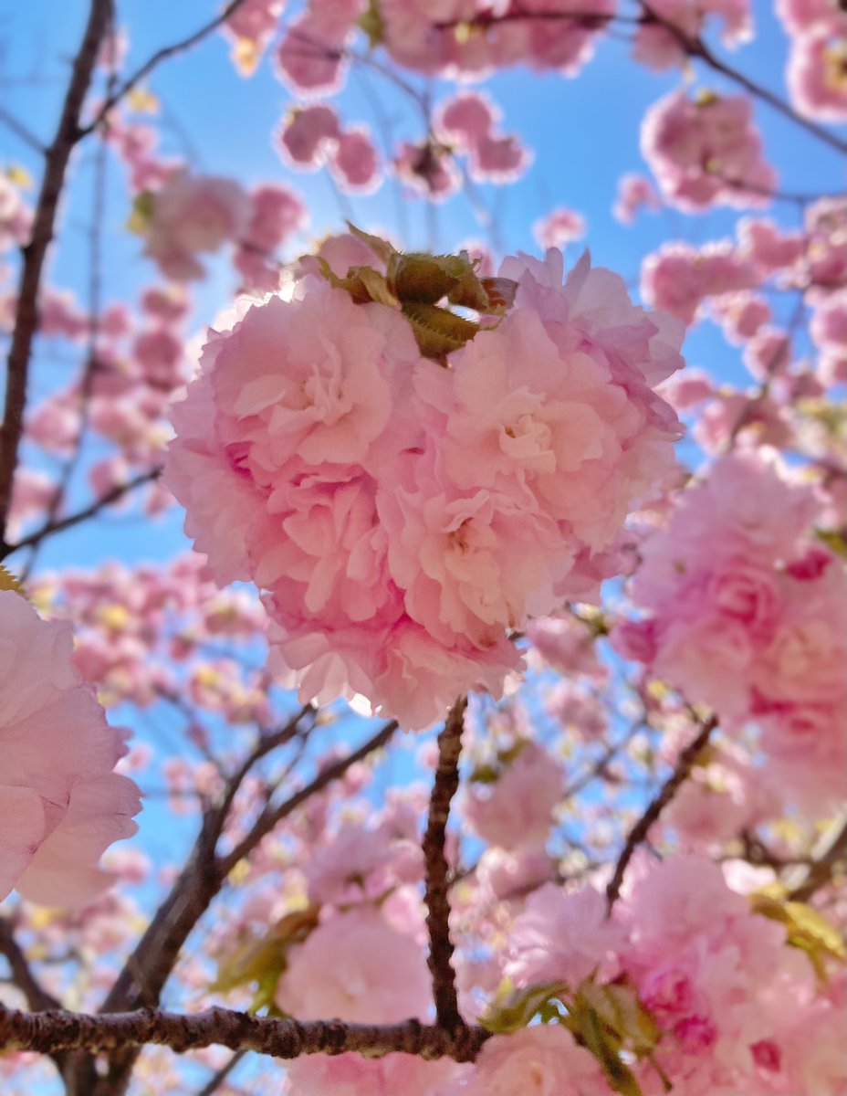 空色CAT @場面緘黙症 ASD tweet media