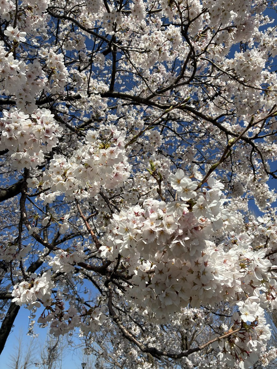 あお♨️楽稼ぎを継続実践中 tweet media