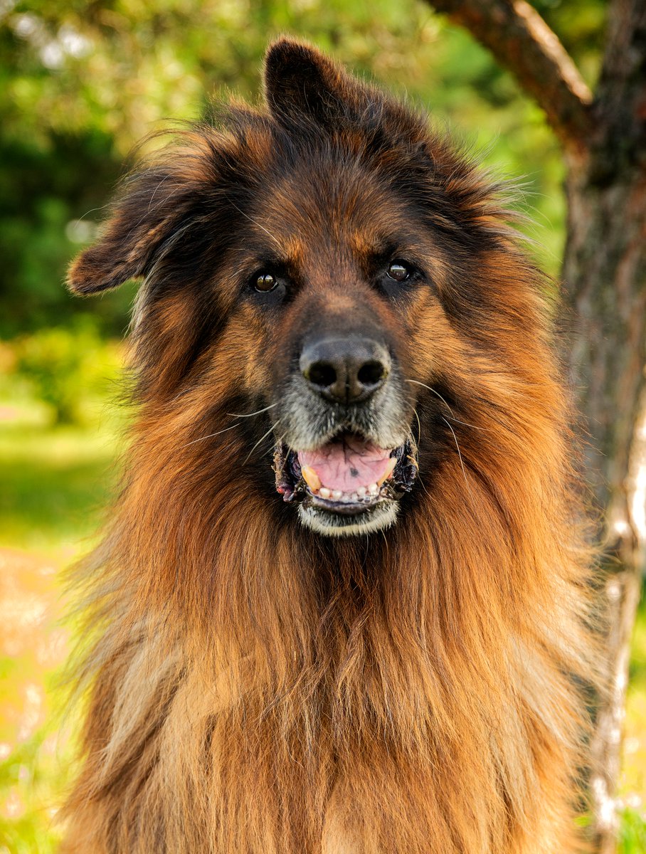 Robwalka Wolf tweet media