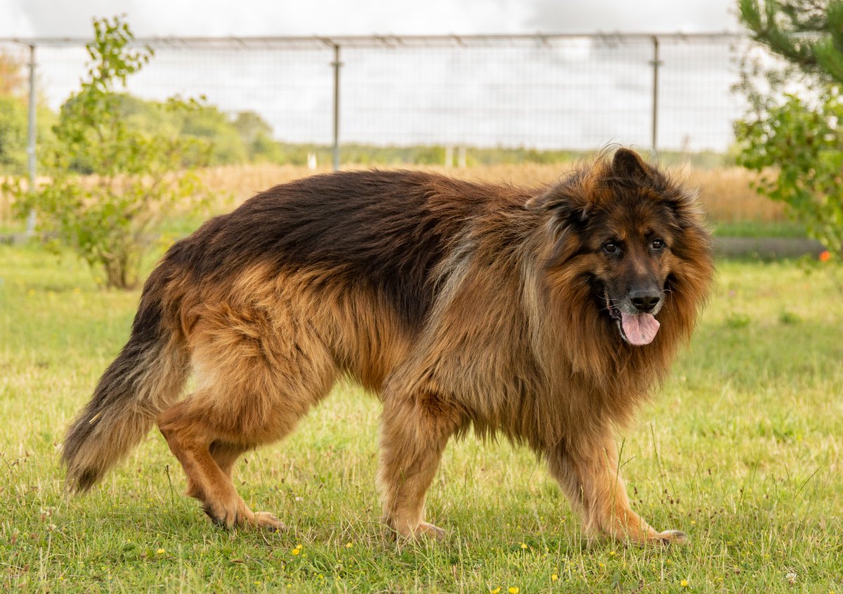 Robwalka Wolf tweet media