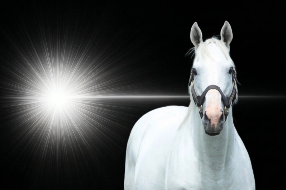 しろうま厩舎 tweet media