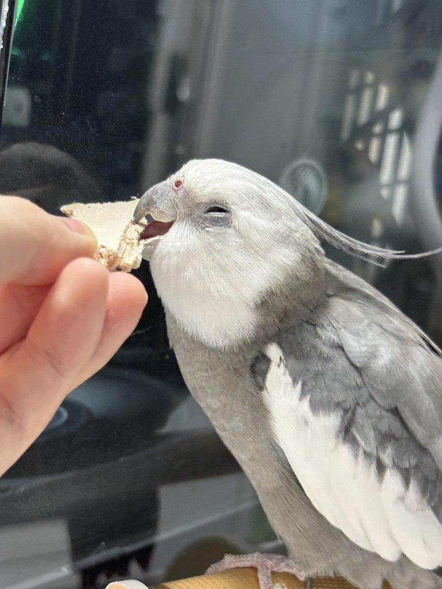 Flying Banana tweet media