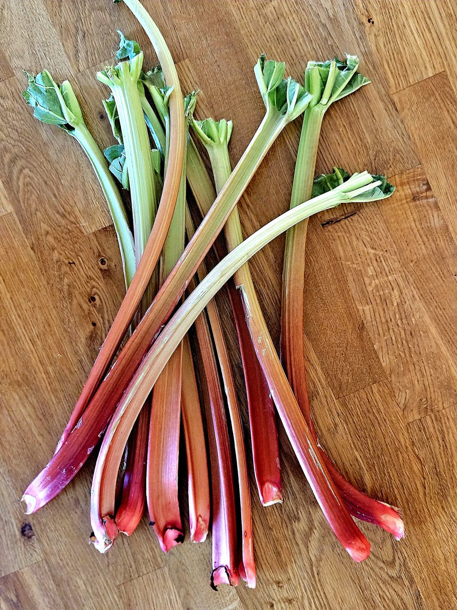 Cornelia_dasNordlicht tweet media