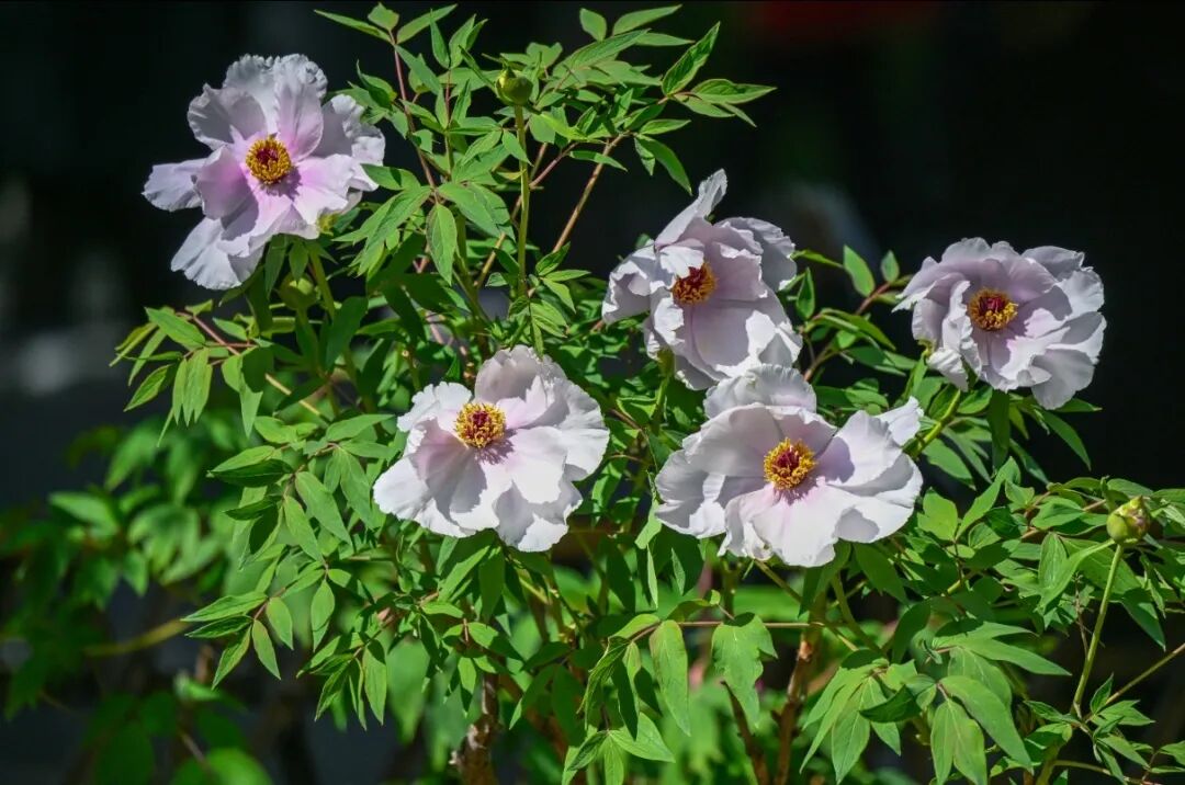 Peonies are taking over Jinan! 

Visit Quancheng Park and Baihua Park to see layers of velvety petals in royal red, elegant purple, and snow white. The ultimate spring masterpiece is waiting for you!