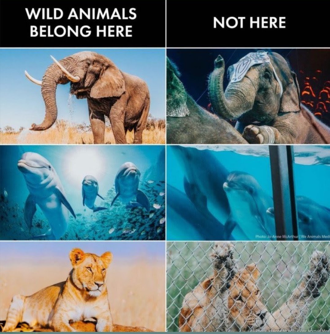 Shane Janisch 🇺🇦🐬🐳🐘 tweet media