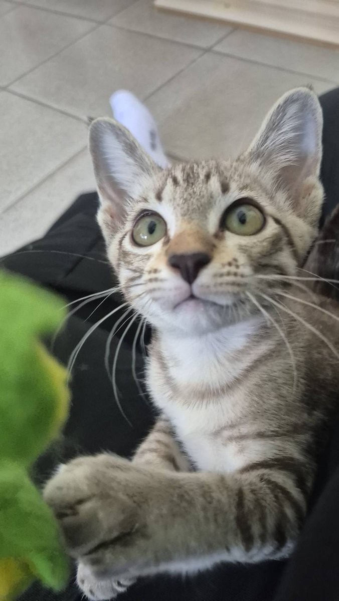 JohnJud | CUVET Animal Welfare Club tweet media