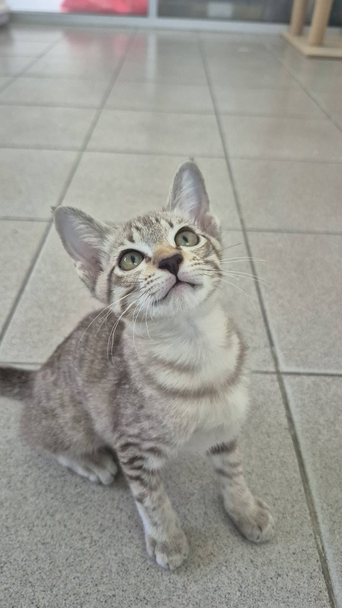 JohnJud | CUVET Animal Welfare Club tweet media