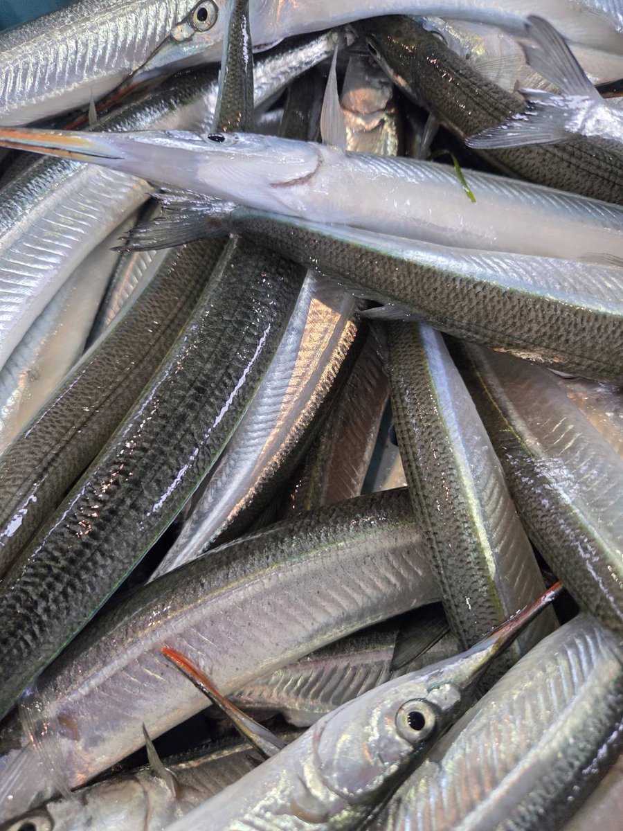 へんな魚おじさん tweet media