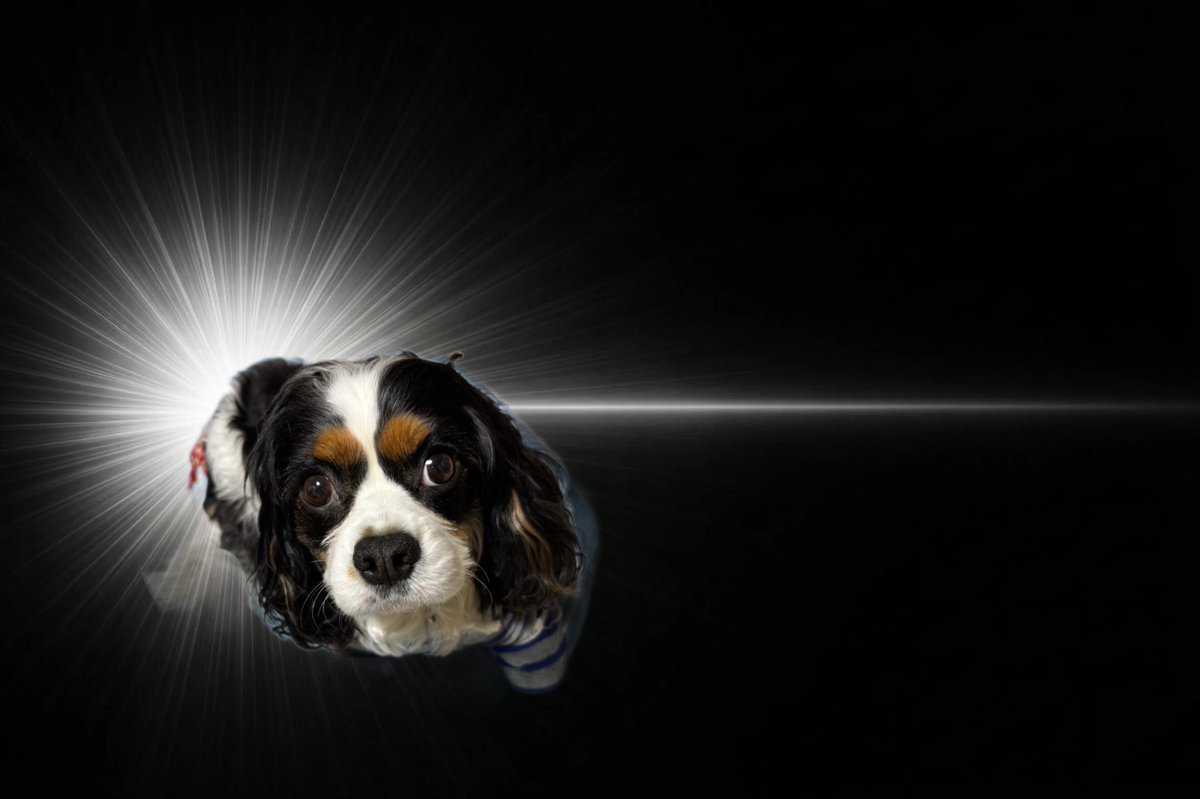 えぼりゅーしょん♯🐶 tweet media