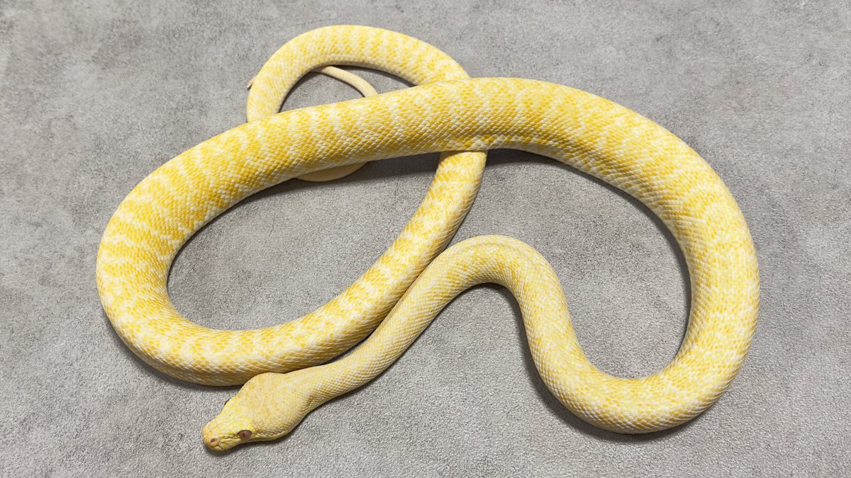 krs_reptile06's tweet photo. ルビーくんもグラナイトの本領発揮してきてて良きみに溢れてる
ベビーの時はほんと魅力半減って感じだけど成長してくごとに良さ出てくるよね
 #アルビノグラナイトもいいぞ https://t.co/3WNuroho6v