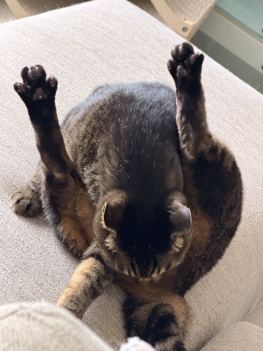 🐈ayarosmith🐈‍⬛ tweet media