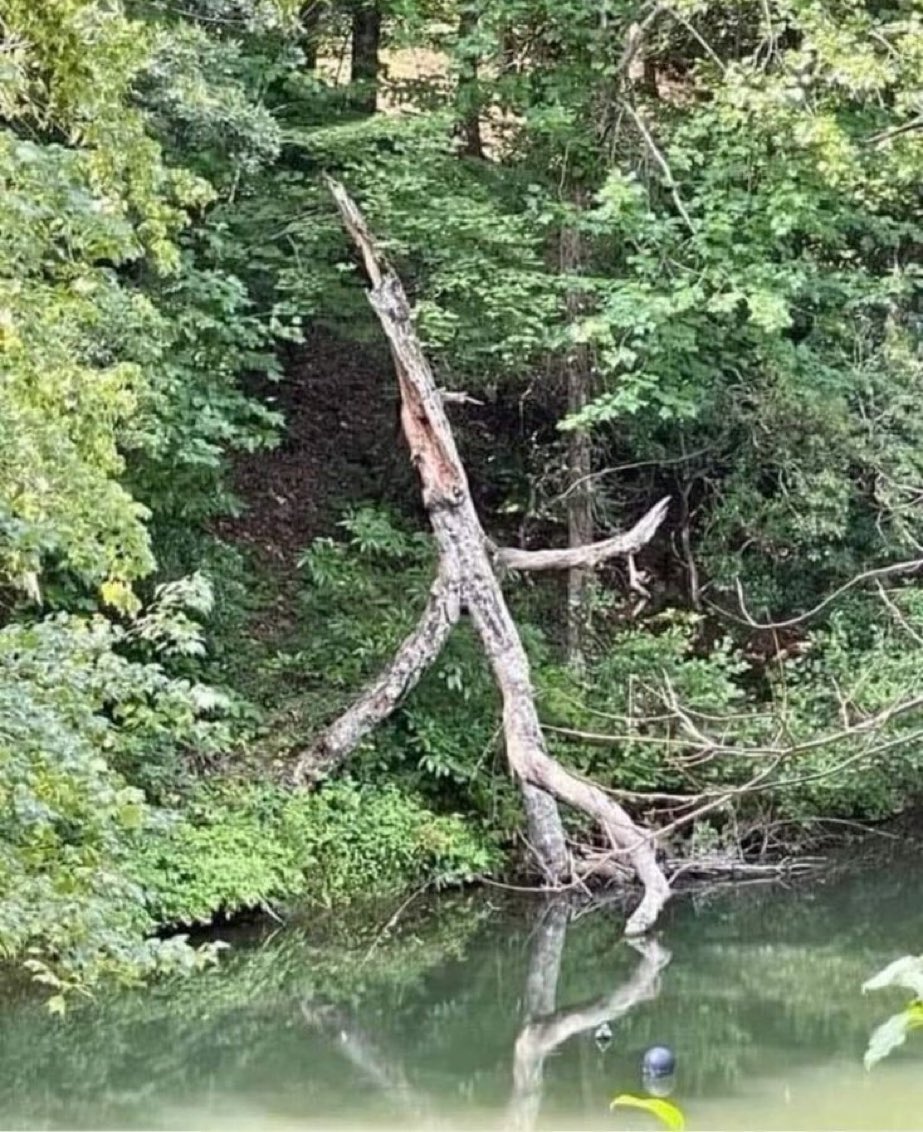 Olivier Varlan tweet media