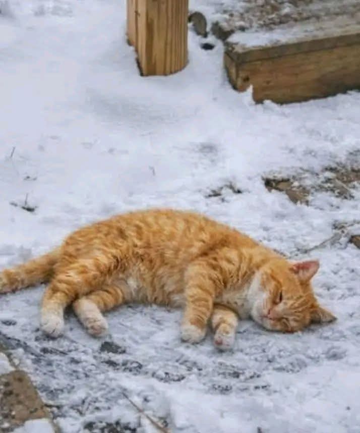 Arooj 1234 tweet media