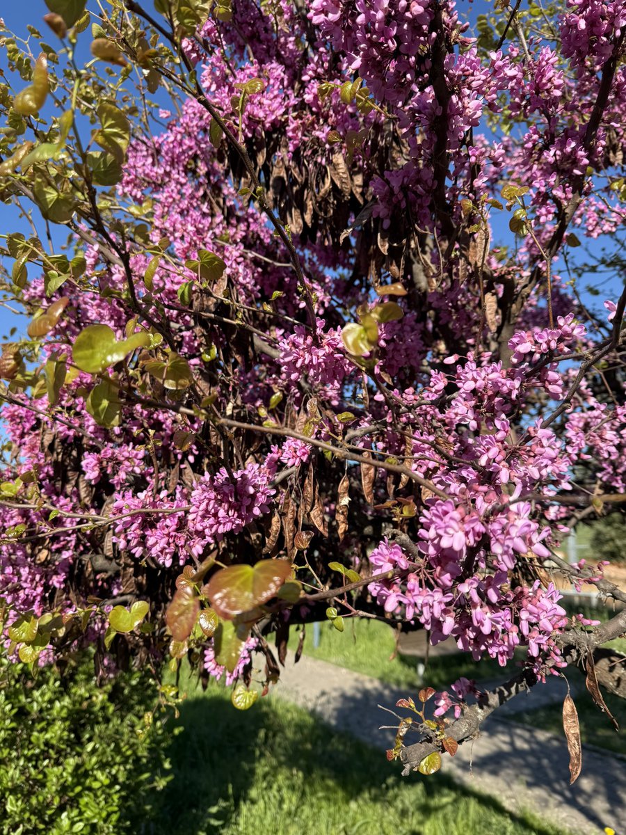 Paulo Moreno tweet media