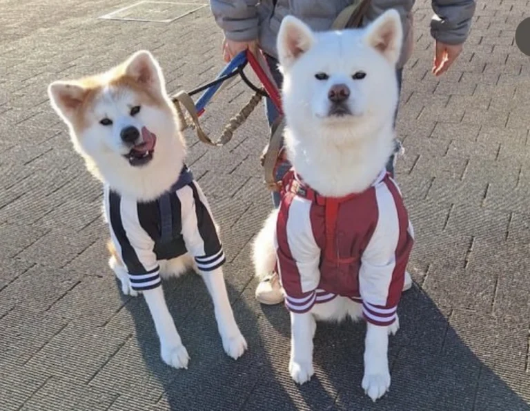 ハチふる【公式】 tweet media