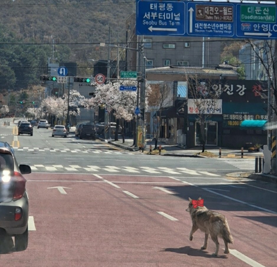 시라유키 히나 tweet media