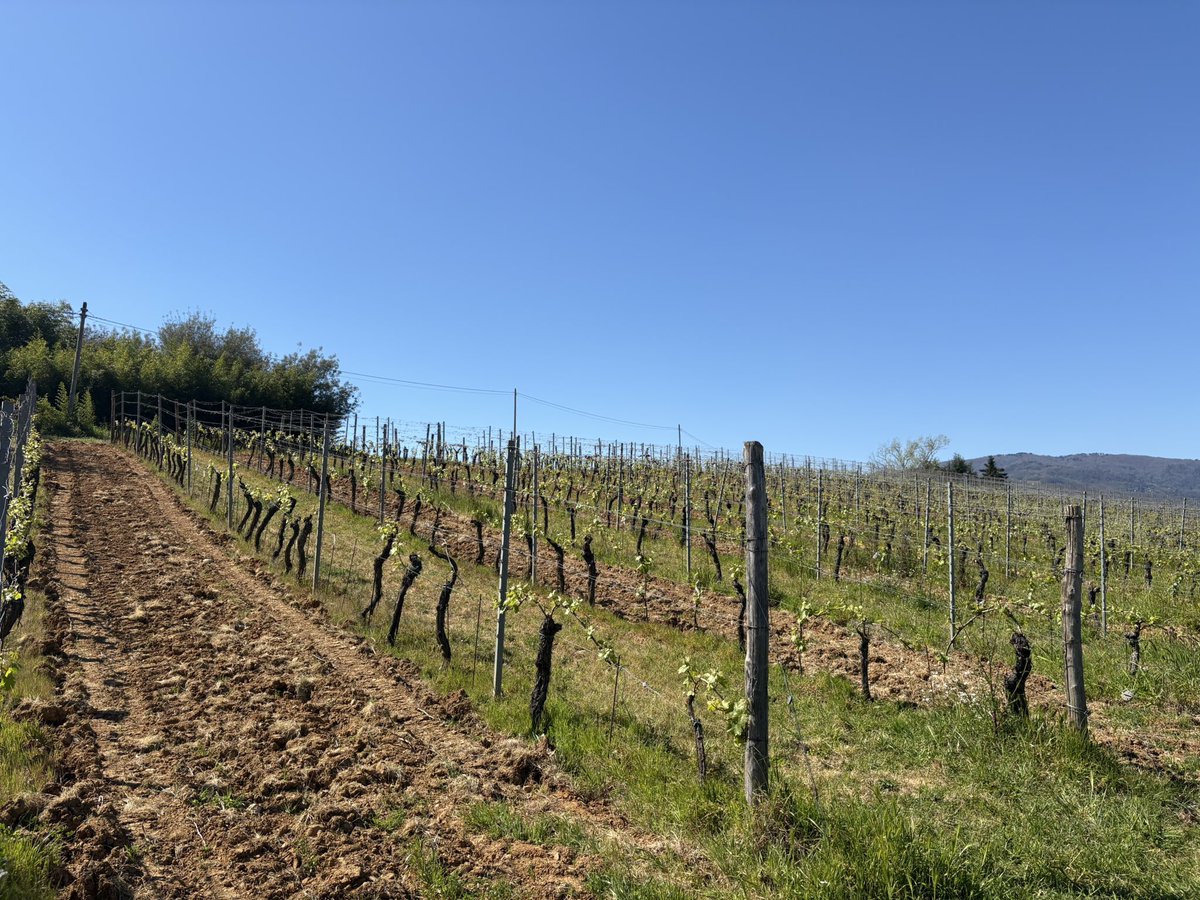 Saphwyn's tweet photo. Countryside wine tour in Italy 🇮🇹 

This was my last adventure before I go home, I will see everyone April 11 for my return stream :)) https://t.co/BYggPjrKxK