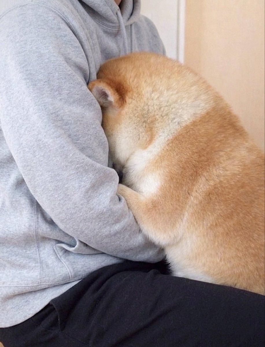 柴犬·͜·♡もも tweet media