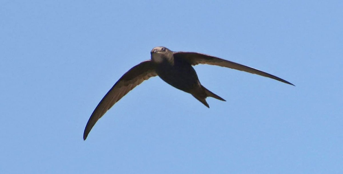 Lewes Swifts tweet media