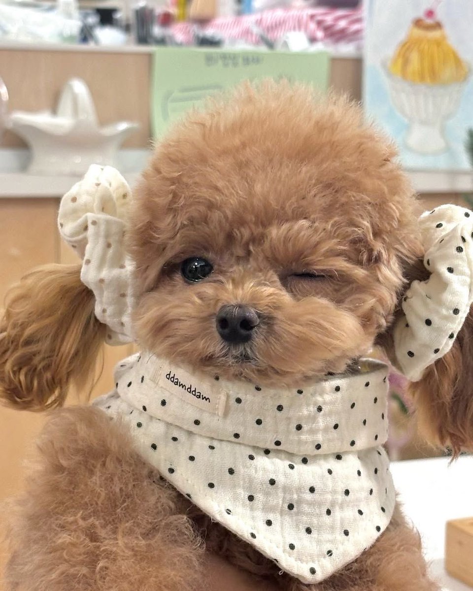 정상현 강아지 tweet media