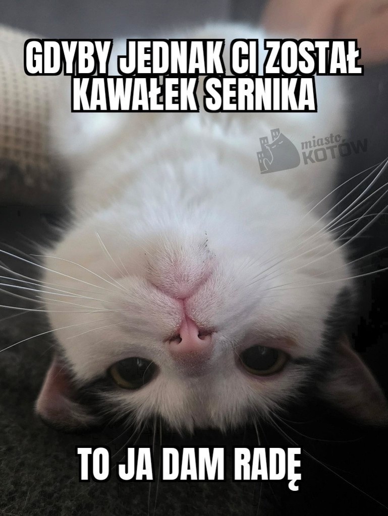 Miasto Kotów tweet media